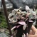 爱之蔓锦一寸心吊兰长藤垂吊多肉盆栽植物室内绿植阳台耐阴旱