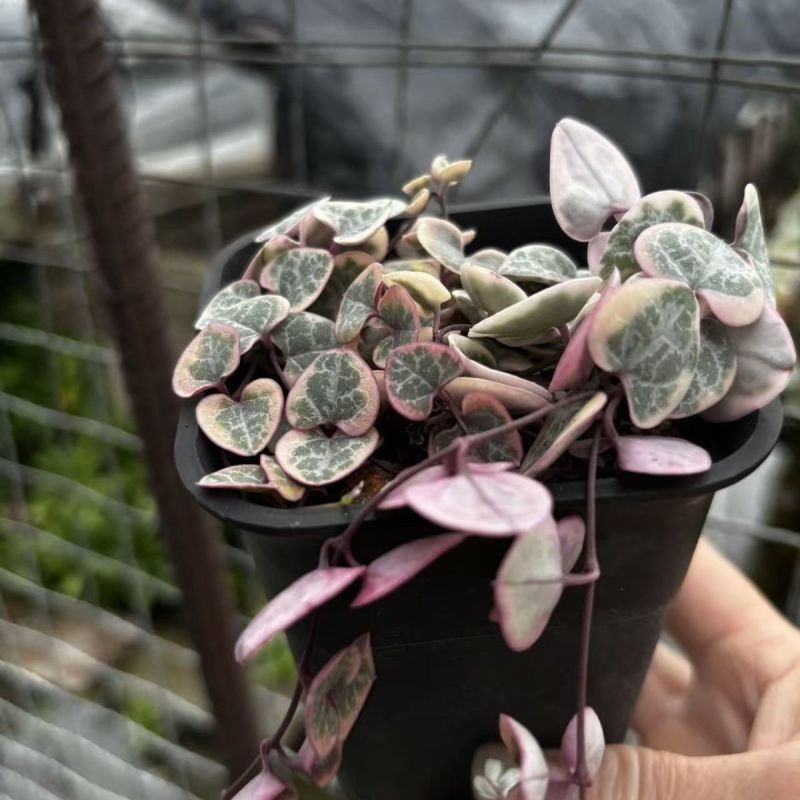 爱之蔓锦一寸心吊兰长藤垂吊多肉盆栽植物室内绿植阳台耐阴旱