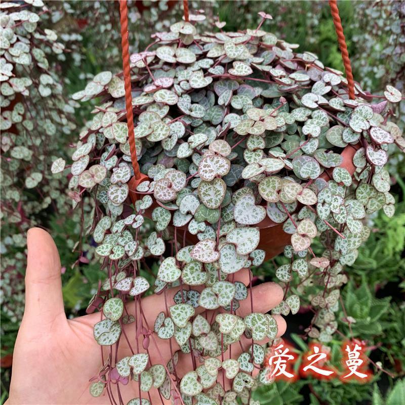 爱之蔓锦一寸心吊兰长藤垂吊多肉盆栽植物室内绿植阳台耐阴旱