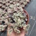 爱之蔓锦一寸心吊兰长藤垂吊多肉盆栽植物室内绿植阳台耐阴旱