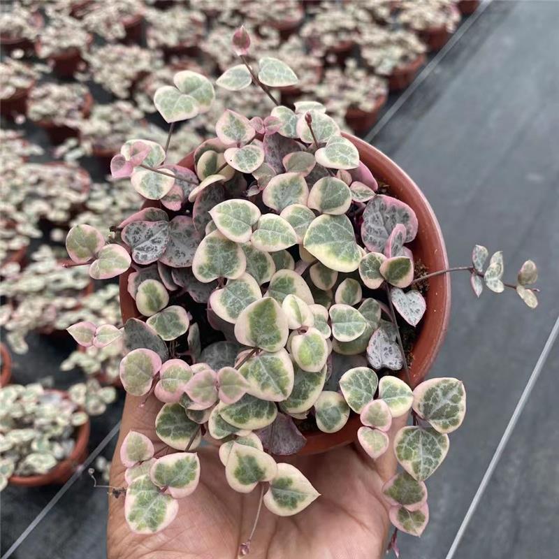 爱之蔓锦一寸心吊兰长藤垂吊多肉盆栽植物室内绿植阳台耐阴旱