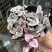 爱之蔓锦一寸心吊兰长藤垂吊多肉盆栽植物室内绿植阳台耐阴旱