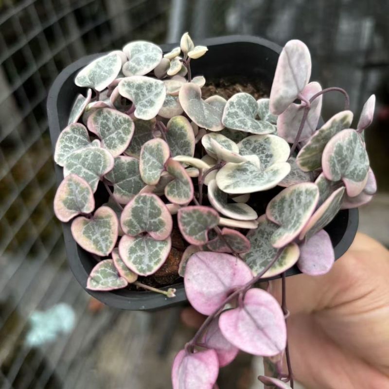 爱之蔓锦一寸心吊兰长藤垂吊多肉盆栽植物室内绿植阳台耐阴旱