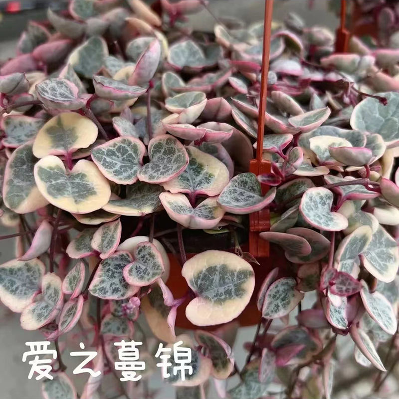爱之蔓锦一寸心吊兰长藤垂吊多肉盆栽植物室内绿植阳台耐阴旱