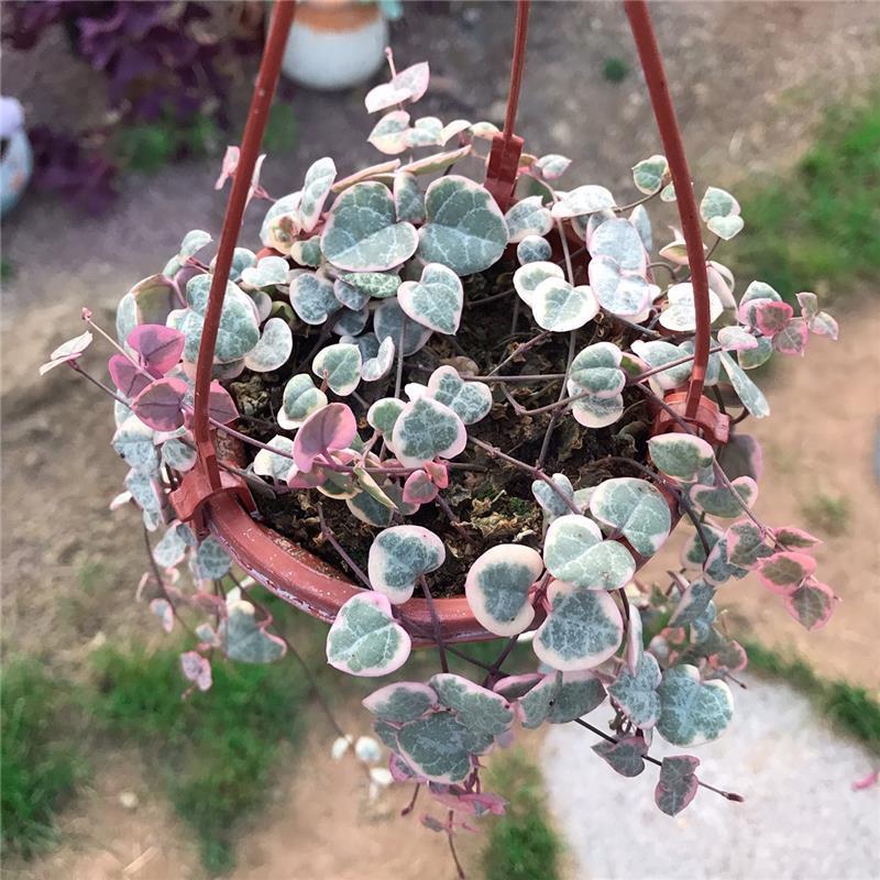 爱之蔓锦一寸心吊兰长藤垂吊多肉盆栽植物室内绿植阳台耐阴旱