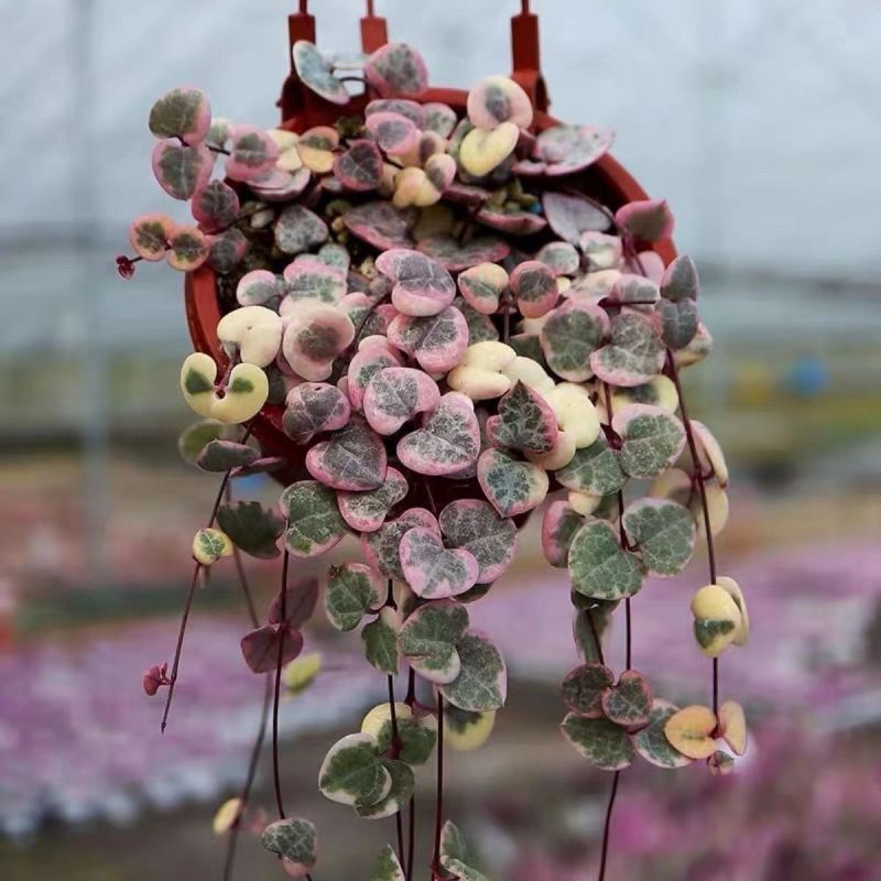 爱之蔓锦一寸心吊兰长藤垂吊多肉盆栽植物室内绿植阳台耐阴旱