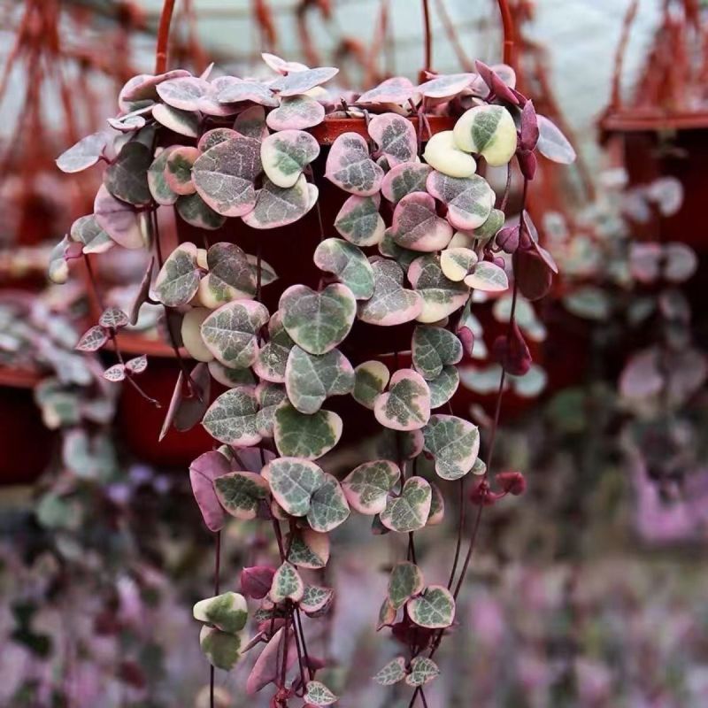 爱之蔓锦一寸心吊兰长藤垂吊多肉盆栽植物室内绿植阳台耐阴旱