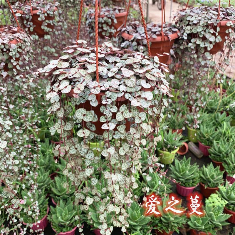 爱之蔓锦一寸心吊兰长藤垂吊多肉盆栽植物室内绿植阳台耐阴旱