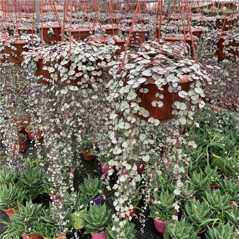 爱之蔓锦一寸心吊兰长藤垂吊多肉盆栽植物室内绿植阳台耐阴旱