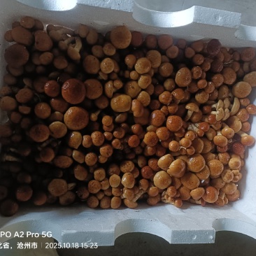 河北省沧州市鲜滑子菇精品新鲜煲汤食材厂家直销