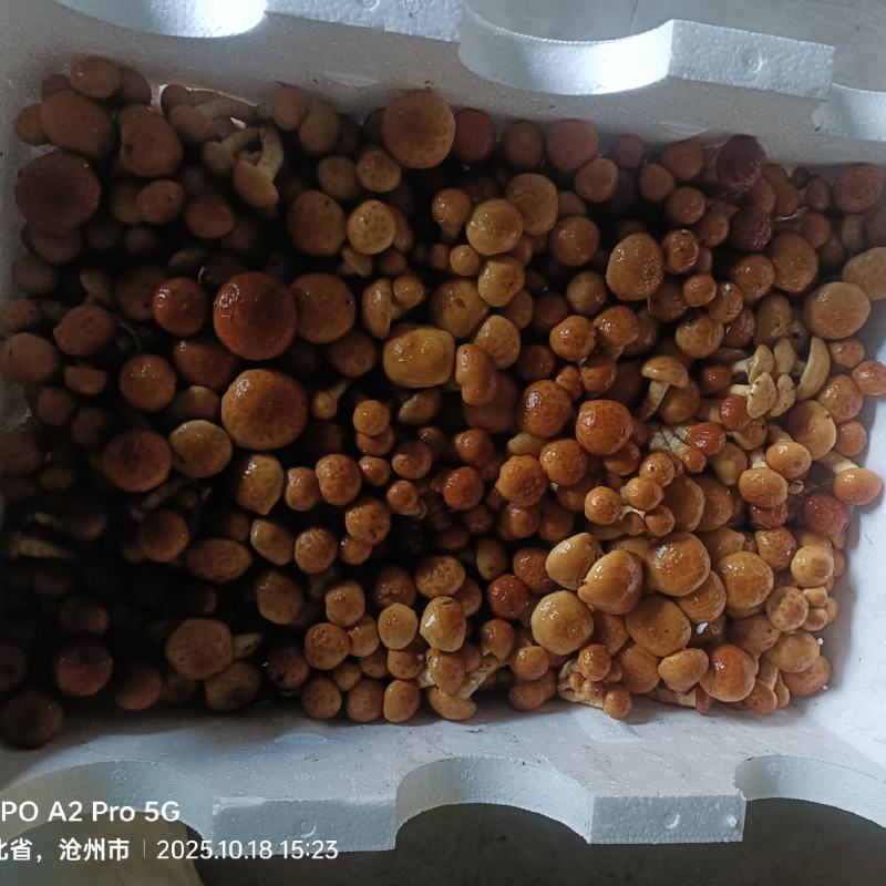 河北省沧州市鲜滑子菇精品新鲜煲汤食材厂家直销