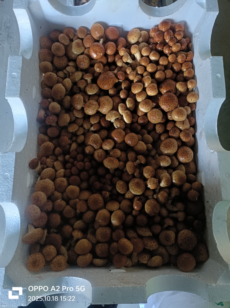 河北省沧州市鲜滑子菇精品新鲜煲汤食材厂家直销
