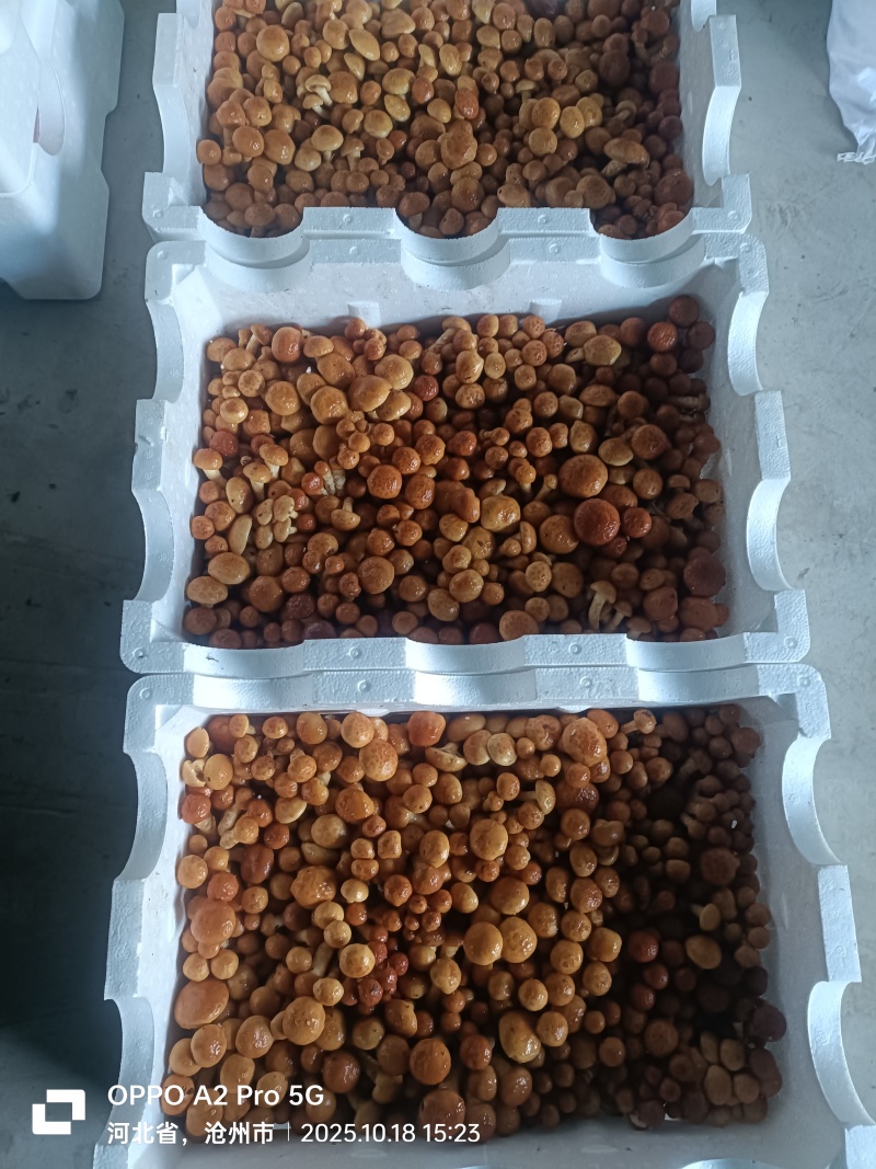河北省沧州市鲜滑子菇精品新鲜煲汤食材厂家直销