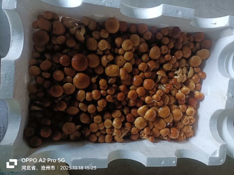 河北省沧州市鲜滑子菇精品新鲜煲汤食材厂家直销