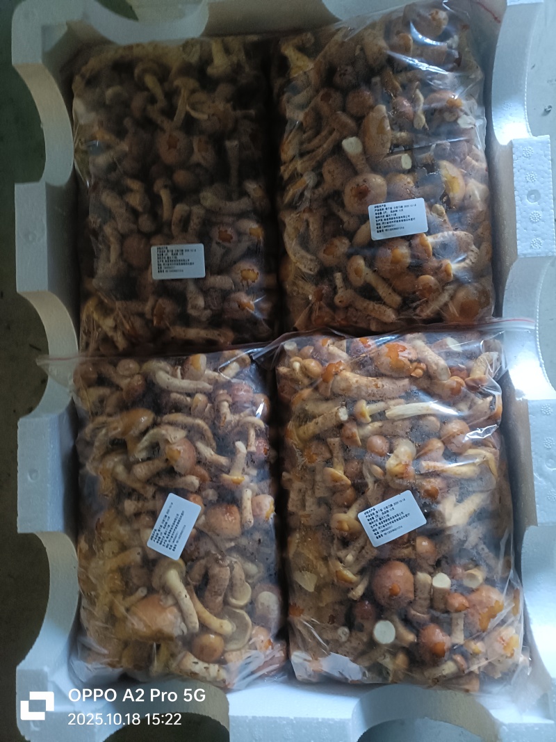 河北省沧州市鲜滑子菇精品新鲜煲汤食材厂家直销