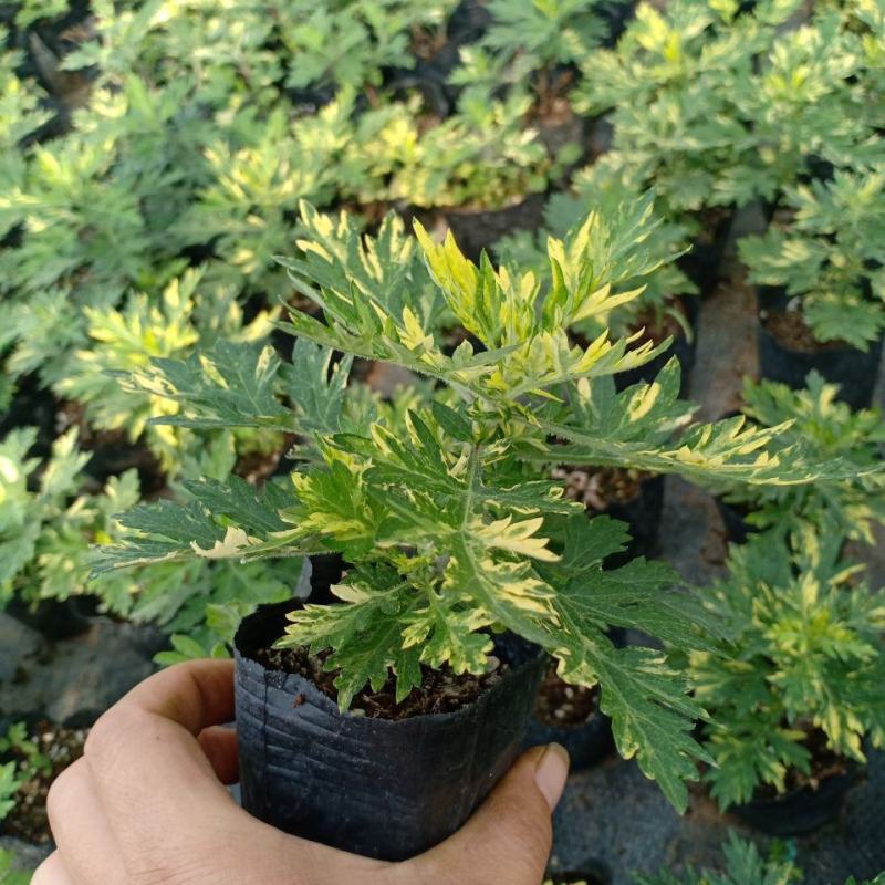 黄金艾草盆栽苗庭院造景常用绿植观赏价值高四季种植驱蚊