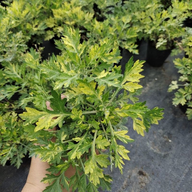 黄金艾草盆栽苗庭院造景常用绿植观赏价值高四季种植驱蚊