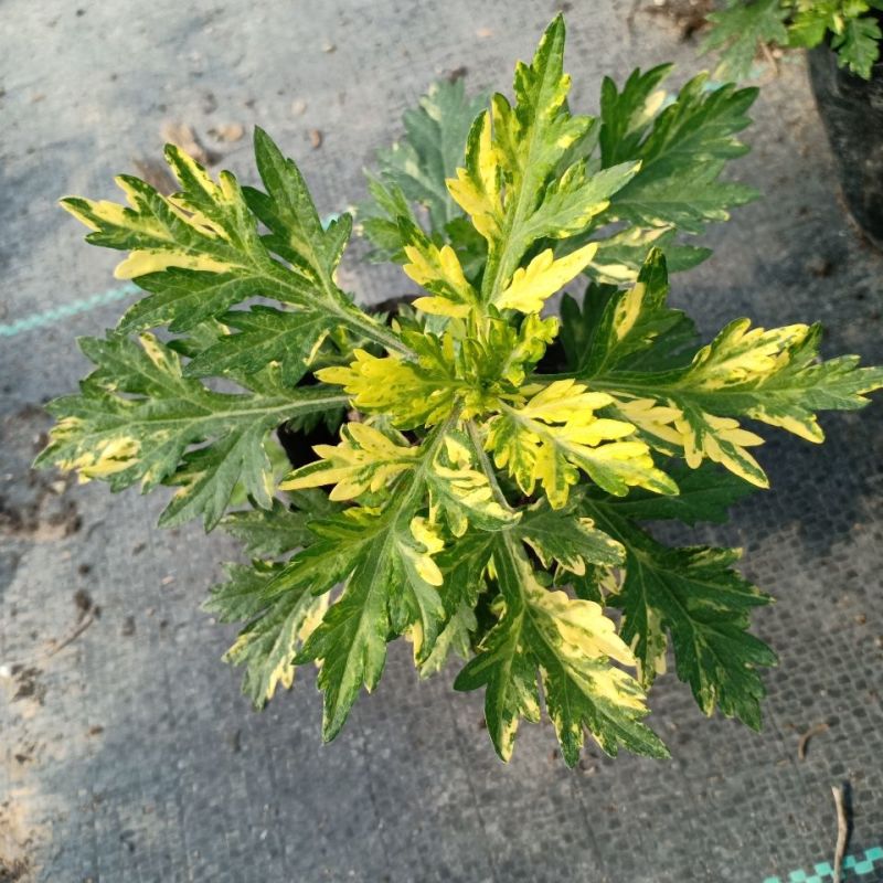 黄金艾草盆栽苗庭院造景常用绿植观赏价值高四季种植驱蚊