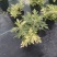 黄金艾草盆栽苗庭院造景常用绿植观赏价值高四季种植驱蚊