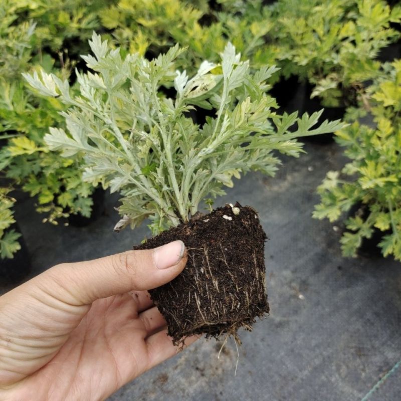 黄金艾草盆栽苗庭院造景常用绿植观赏价值高四季种植驱蚊