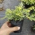 黄金艾草盆栽苗庭院造景常用绿植观赏价值高四季种植驱蚊