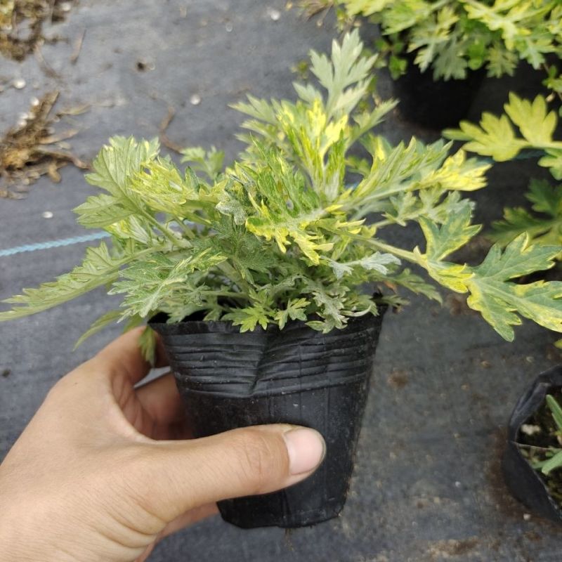 黄金艾草盆栽苗庭院造景常用绿植观赏价值高四季种植驱蚊