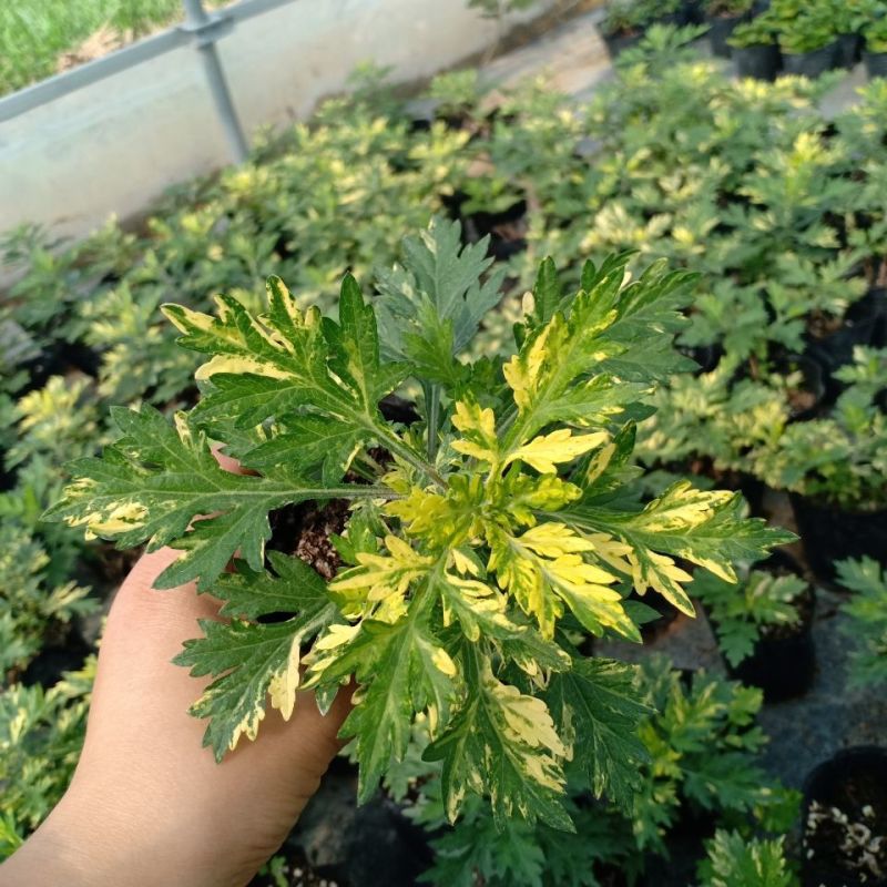 黄金艾草盆栽苗庭院造景常用绿植观赏价值高四季种植驱蚊