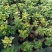 黄金艾草盆栽苗庭院造景常用绿植观赏价值高四季种植驱蚊