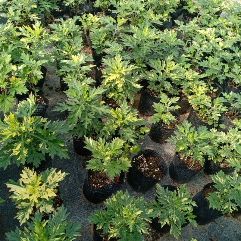 黄金艾草盆栽苗庭院造景常用绿植观赏价值高四季种植驱蚊