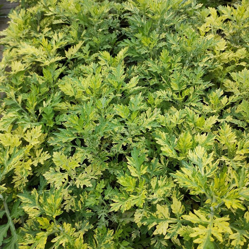 黄金艾草盆栽苗庭院造景常用绿植观赏价值高四季种植驱蚊