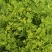 黄金艾草盆栽苗庭院造景常用绿植观赏价值高四季种植驱蚊