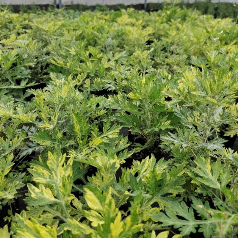 黄金艾草盆栽苗庭院造景常用绿植观赏价值高四季种植驱蚊