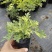 黄金艾草盆栽苗庭院造景常用绿植观赏价值高四季种植驱蚊
