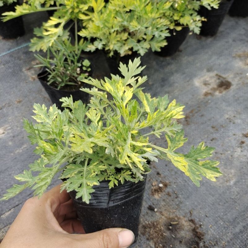 黄金艾草盆栽苗庭院造景常用绿植观赏价值高四季种植驱蚊