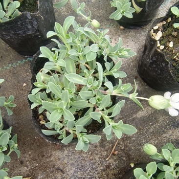 麦瓶草盆栽苗蝇子草白花粉花单瓣绿叶阳台庭院观赏草本植