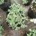 麦瓶草盆栽苗蝇子草白花粉花单瓣绿叶阳台庭院观赏草本植