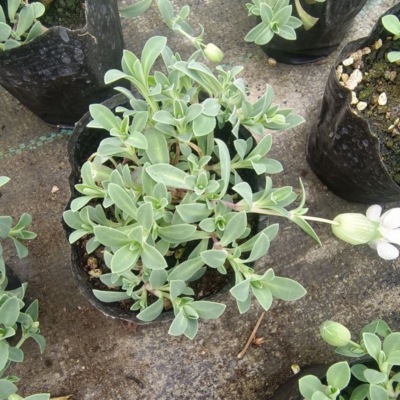 麦瓶草盆栽苗蝇子草白花粉花单瓣绿叶阳台庭院观赏草本植