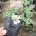 麦瓶草盆栽苗蝇子草白花粉花单瓣绿叶阳台庭院观赏草本植