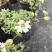 麦瓶草盆栽苗蝇子草白花粉花单瓣绿叶阳台庭院观赏草本植