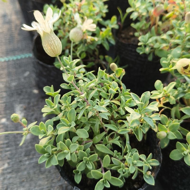麦瓶草盆栽苗蝇子草白花粉花单瓣绿叶阳台庭院观赏草本植