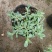 麦瓶草盆栽苗蝇子草白花粉花单瓣绿叶阳台庭院观赏草本植