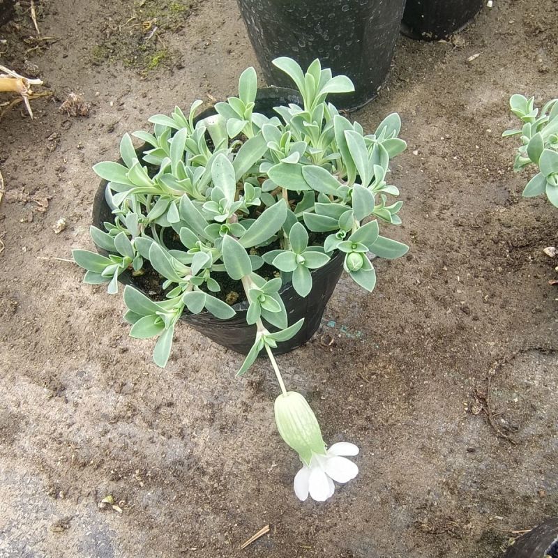 麦瓶草盆栽苗蝇子草白花粉花单瓣绿叶阳台庭院观赏草本植