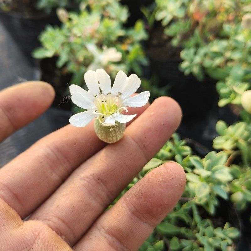 麦瓶草盆栽苗蝇子草白花粉花单瓣绿叶阳台庭院观赏草本植