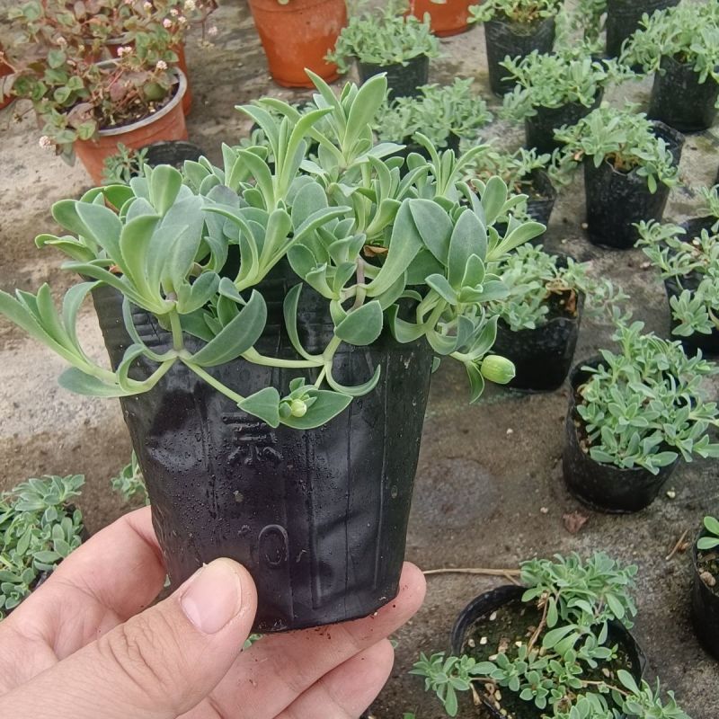 麦瓶草盆栽苗蝇子草白花粉花单瓣绿叶阳台庭院观赏草本植