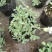 麦瓶草盆栽苗蝇子草白花粉花单瓣绿叶阳台庭院观赏草本植