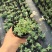 麦瓶草盆栽苗蝇子草白花粉花单瓣绿叶阳台庭院观赏草本植