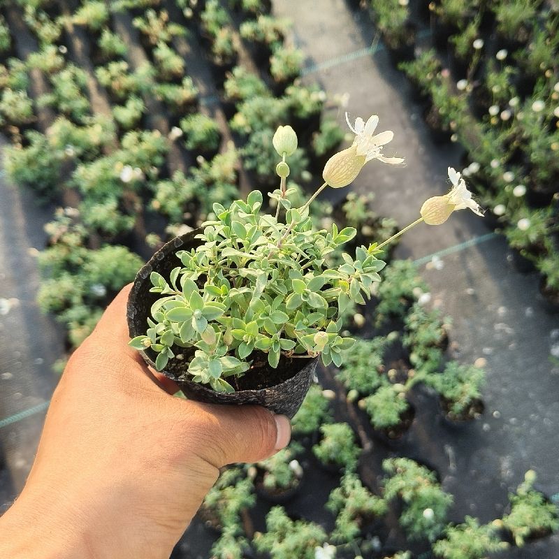 麦瓶草盆栽苗蝇子草白花粉花单瓣绿叶阳台庭院观赏草本植