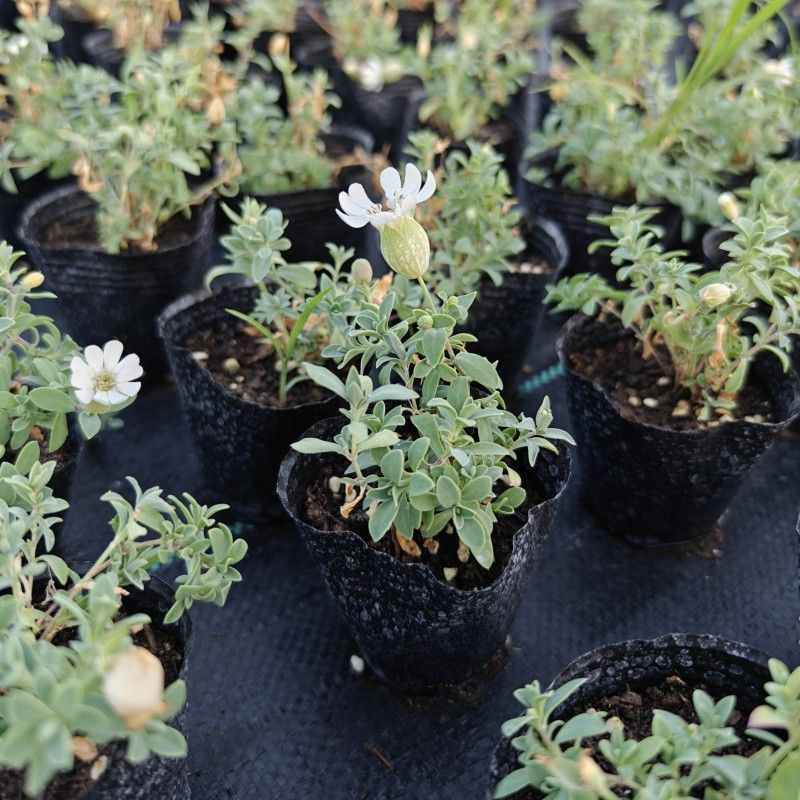 麦瓶草盆栽苗蝇子草白花粉花单瓣绿叶阳台庭院观赏草本植