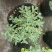 麦瓶草盆栽苗蝇子草白花粉花单瓣绿叶阳台庭院观赏草本植