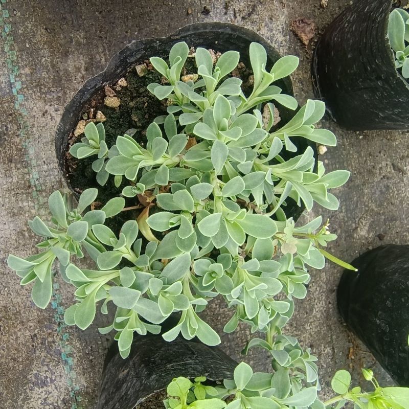 麦瓶草盆栽苗蝇子草白花粉花单瓣绿叶阳台庭院观赏草本植